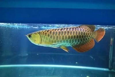 2024世界龍魚錦標賽事故視頻播放（2024世界龍魚錦標賽事故現場視頻資源）