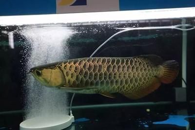 2024世界龍魚錦標賽事故視頻播放（2024世界龍魚錦標賽事故現場視頻資源）