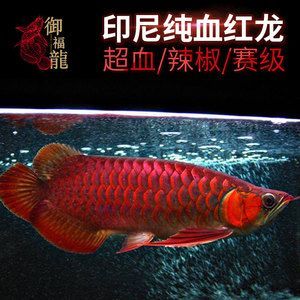 白玉紅龍魚詳細介紹：白玉紅龍魚是一種什么樣的觀賞魚