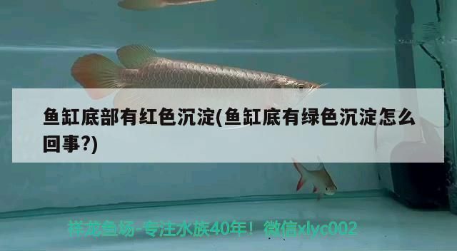 魚缸造景效果圖綠色沉淀物怎么清理，如何自然抑制魚缸綠藻
