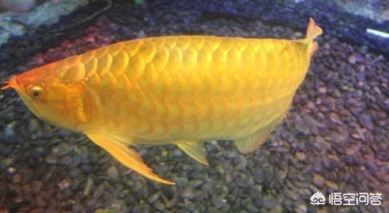 龍魚張不開嘴吃食困難怎么辦：龍魚張不開嘴吃食困難