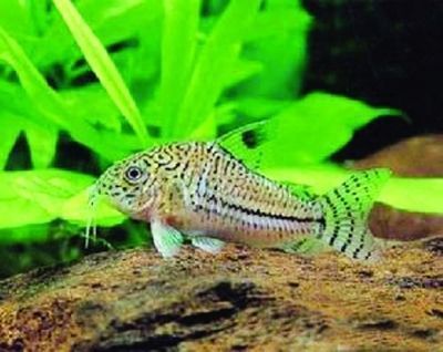 龍魚有什么功效和作用：龍魚的功效與作用