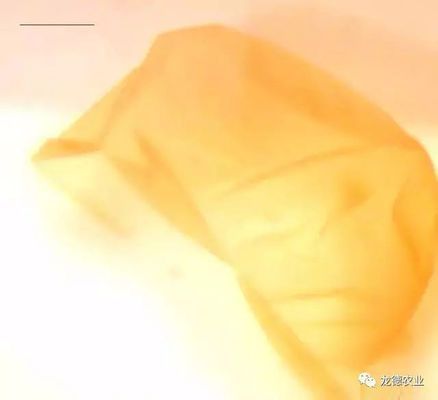 金龍魚從小到大的尺寸是多少厘米：金龍魚從小到大尺寸有一些出入