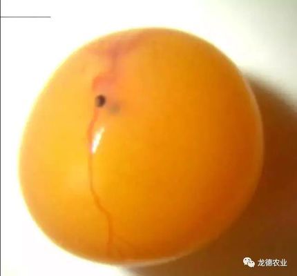 金龍魚從小到大的尺寸是多少厘米：金龍魚從小到大尺寸有一些出入