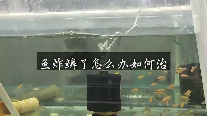 龍魚炸鱗期間需要換水嗎？