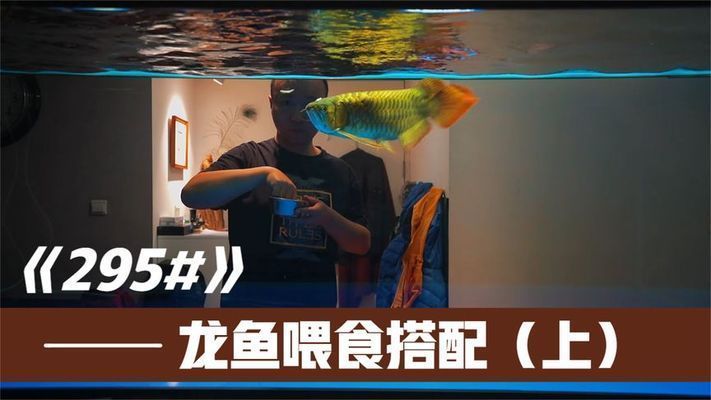 龍魚食物搭配,龍魚食物搭配和飼養注意事項, 龍魚百科 第5張 龍魚食物搭配,龍魚食物搭配和飼養注意事項, 龍魚食物搭配,龍魚食物搭配和飼養注意事項, 龍魚百科 第5張