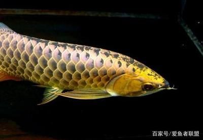 龍魚被咬傷后的恢復時間是多久？：龍魚被咬傷后的恢復時間