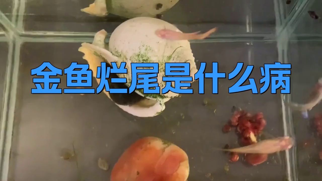 如何判斷龍睛金魚是否感染爛尾病？