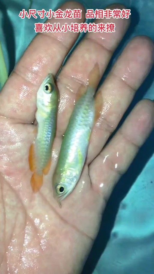 金龍魚魚苗圖片價格