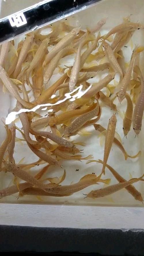 金龍魚魚苗圖片價格
