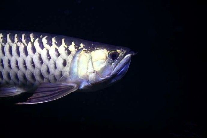 金龍魚魚苗圖片價格
