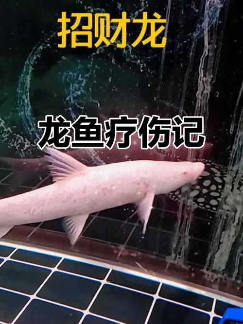 紅眼白子招財龍魚好養嗎