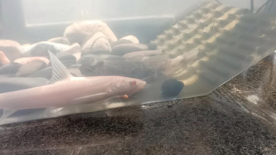 紅眼白子招財龍魚好養嗎