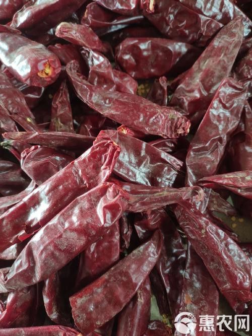 有沒有紅龍魚品相圖解？ 有沒有紅龍魚品相圖解？ 龍魚百科 第17張