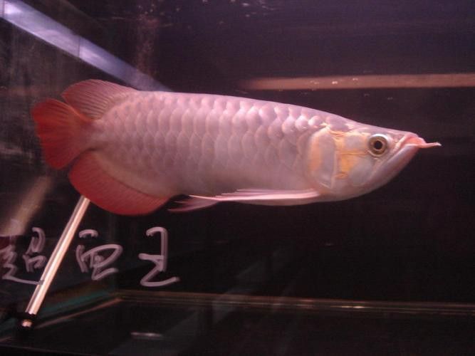 有沒有紅龍魚品相圖解？ 有沒有紅龍魚品相圖解？ 龍魚百科 第22張