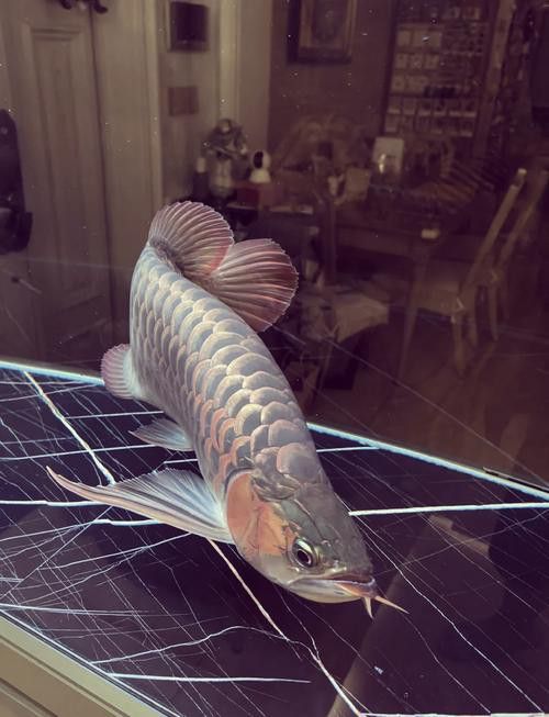 有沒有紅龍魚品相圖解？ 有沒有紅龍魚品相圖解？ 龍魚百科 第26張