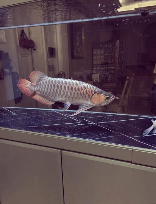 有沒有紅龍魚品相圖解？ 有沒有紅龍魚品相圖解？ 龍魚百科 第27張