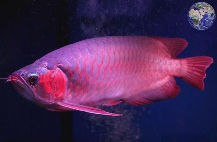 有沒有紅龍魚品相圖解？ 有沒有紅龍魚品相圖解？ 龍魚百科 第39張