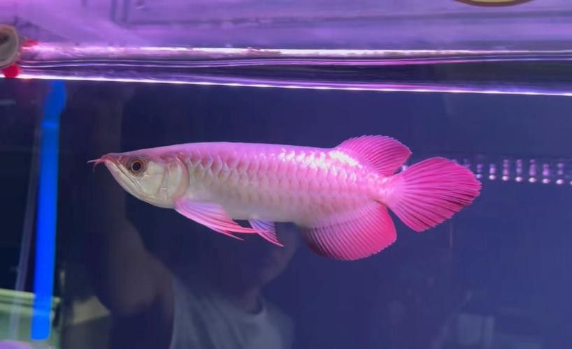 有沒有紅龍魚品相圖解？ 有沒有紅龍魚品相圖解？ 龍魚百科 第45張