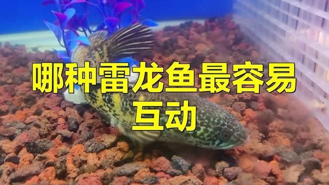 雷龍魚那個品種好互動