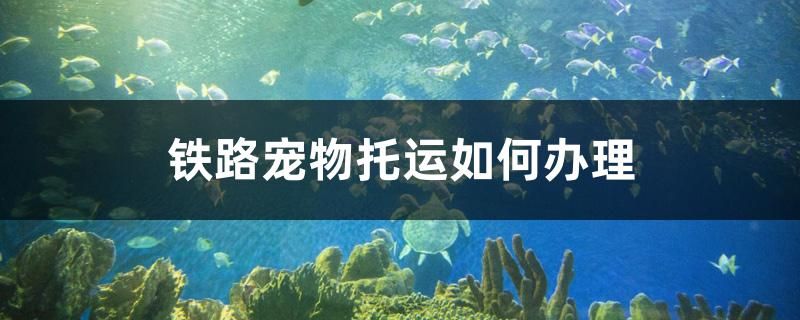 鐵路寵物托運如何辦理