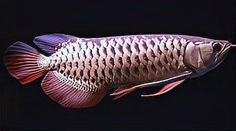 龍魚什么樣的好看