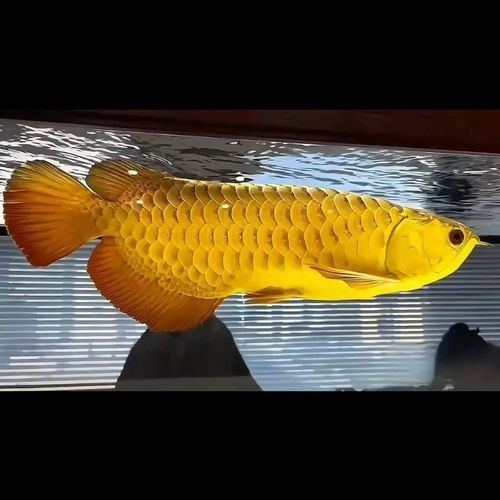 龍魚什么樣的好看