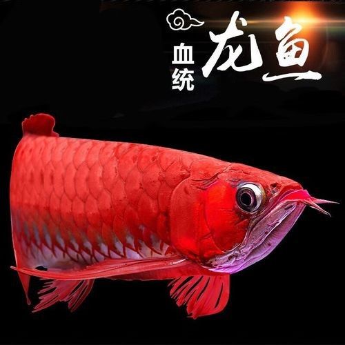 龍魚什么樣的好看