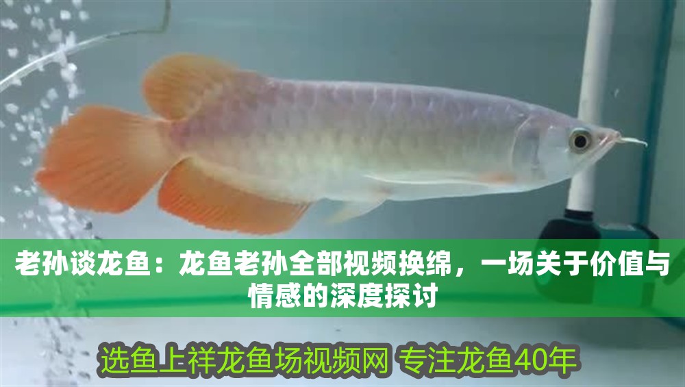 老孫談龍魚(yú)：龍魚(yú)老孫全部視頻換綿，一場(chǎng)關(guān)于價(jià)值與情感的深度探討