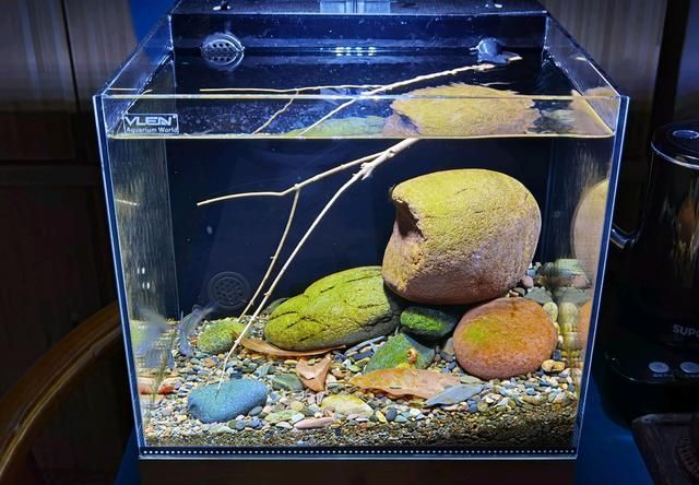 紅龍魚水族箱布置指南：紅龍魚水族箱布置指南提供水族箱有效的方法