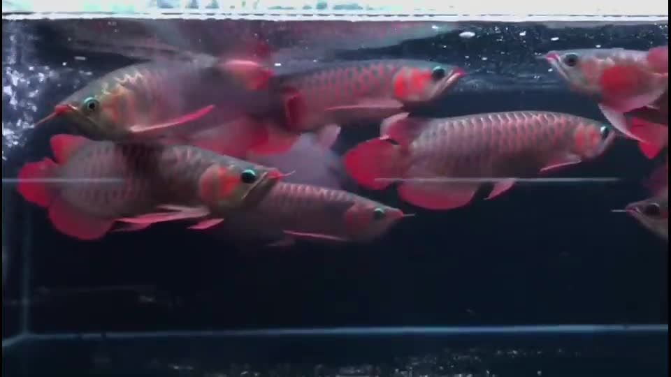 紅龍魚水族箱布置指南：紅龍魚水族箱布置指南提供水族箱有效的方法