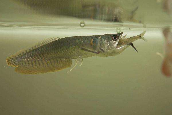 怎么看銀龍魚公母