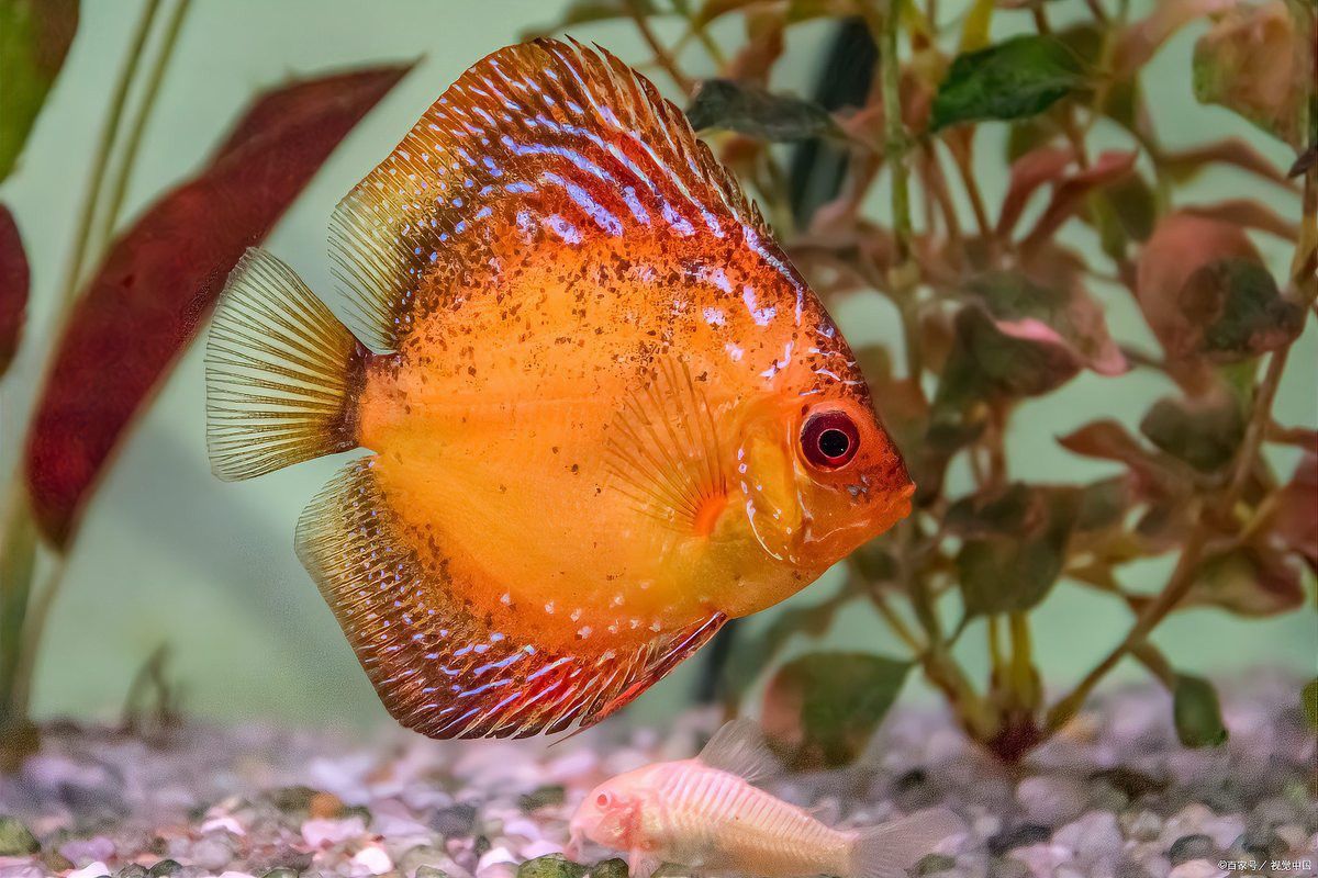 怎么看銀龍魚公母