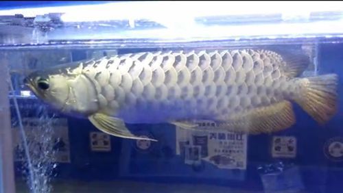 廣州市龍魚三大商家是誰開的店（呈千祥龍魚漁場在廣州花地灣設立了龍魚國際出口證）