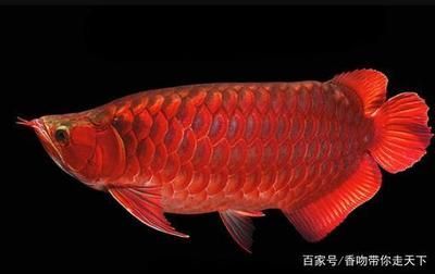 龍魚的主食食物選擇：關于龍魚主食食物選擇的建議