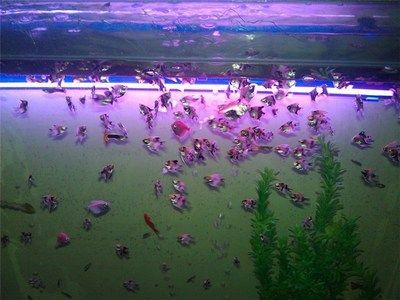 成都龍魚閣水族:成都龍魚閣水族用品有限公司 龍魚百科 第1張 成都龍魚閣水族:成都龍魚閣水族用品有限公司 成都龍魚閣水族:成都龍魚閣水族用品有限公司 龍魚百科 第1張
