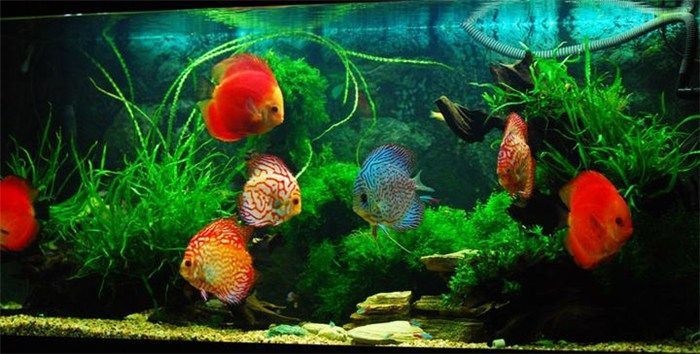 成都龍魚閣水族:成都龍魚閣水族用品有限公司 龍魚百科 第3張 成都龍魚閣水族:成都龍魚閣水族用品有限公司 成都龍魚閣水族:成都龍魚閣水族用品有限公司 龍魚百科 第3張