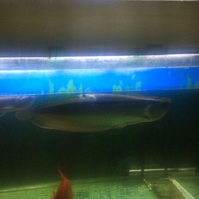 成都龍魚閣水族:成都龍魚閣水族用品有限公司 龍魚百科 第2張 成都龍魚閣水族:成都龍魚閣水族用品有限公司 成都龍魚閣水族:成都龍魚閣水族用品有限公司 龍魚百科 第2張