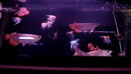 60缸養龍魚成功案例分析（60公分小缸可以養龍魚嗎？）