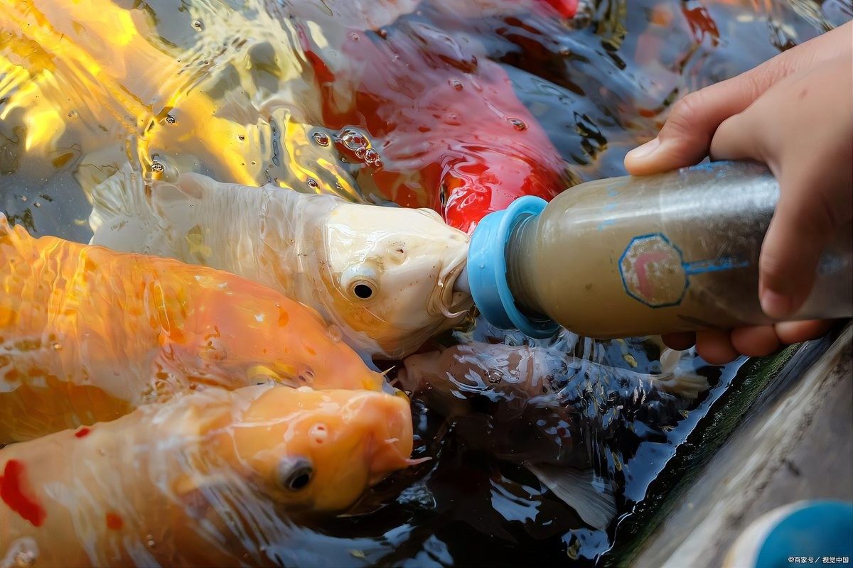 龍魚爛尾恢復期間可以放鹽嗎？ 龍魚爛尾恢復期間可以放鹽嗎？ 龍魚百科 第5張