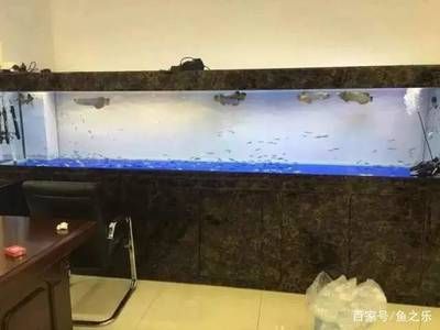 金龍魚多寬的缸比較好：金龍魚缸的最佳寬度應該是至少60厘米，以確保魚兒自由游動和轉身