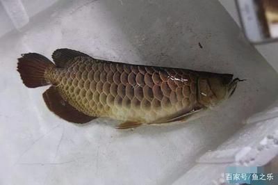 龍魚麻藥后多久能好起來啊：龍魚在使用麻藥后的恢復時間會受到多種因素影響