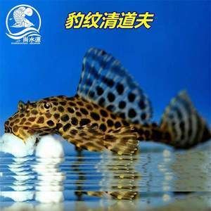 養(yǎng)金龍魚必須養(yǎng)清道夫魚嗎：養(yǎng)金龍魚同時(shí)必須養(yǎng)清道夫魚嗎，養(yǎng)金龍魚必須養(yǎng)清道夫魚嗎 養(yǎng)金龍魚必須養(yǎng)清道夫魚嗎：養(yǎng)金龍魚同時(shí)必須養(yǎng)清道夫魚嗎，養(yǎng)金龍魚必須養(yǎng)清道夫魚嗎 龍魚百科 第2張
