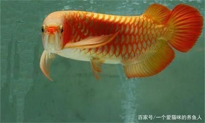 紅金龍魚是什么品種：紅金龍魚是一種原產于東南亞的淡水觀賞魚，它是什么品種