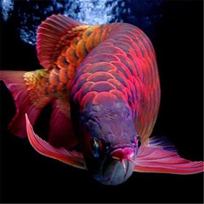 紅金龍魚是什么品種：紅金龍魚是一種原產于東南亞的淡水觀賞魚，它是什么品種