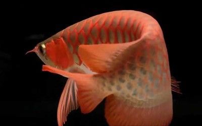 紅金龍魚是什么品種：紅金龍魚是一種原產于東南亞的淡水觀賞魚，它是什么品種