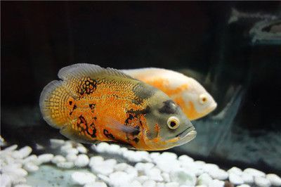 紅龍魚代表什么意思啊視頻：紅龍魚的文化象征與風(fēng)水寓意 紅龍魚代表什么意思啊視頻：紅龍魚的文化象征與風(fēng)水寓意 龍魚百科 第2張