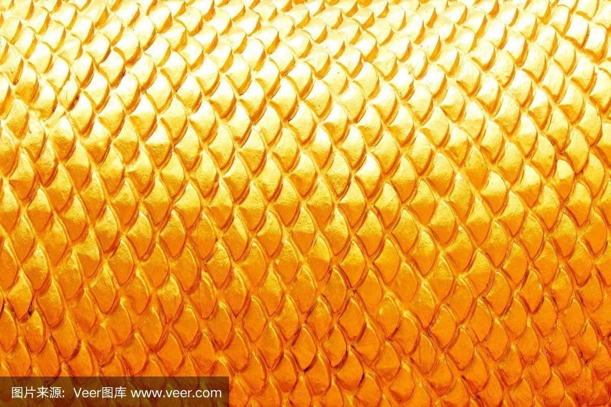 如何區分不同等級的金龍魚品種? 龍魚百科 第6張 如何區分不同等級的金龍魚品種? 如何區分不同等級的金龍魚品種? 龍魚百科 第6張