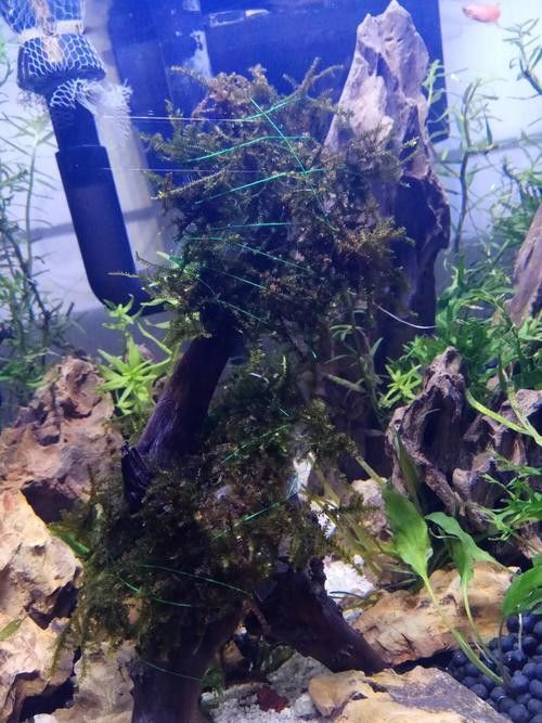 白色金龍魚的樣子圖片大全