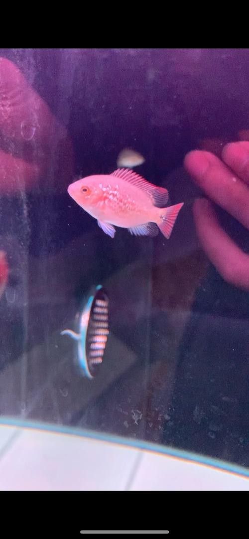 白色金龍魚的樣子圖片大全